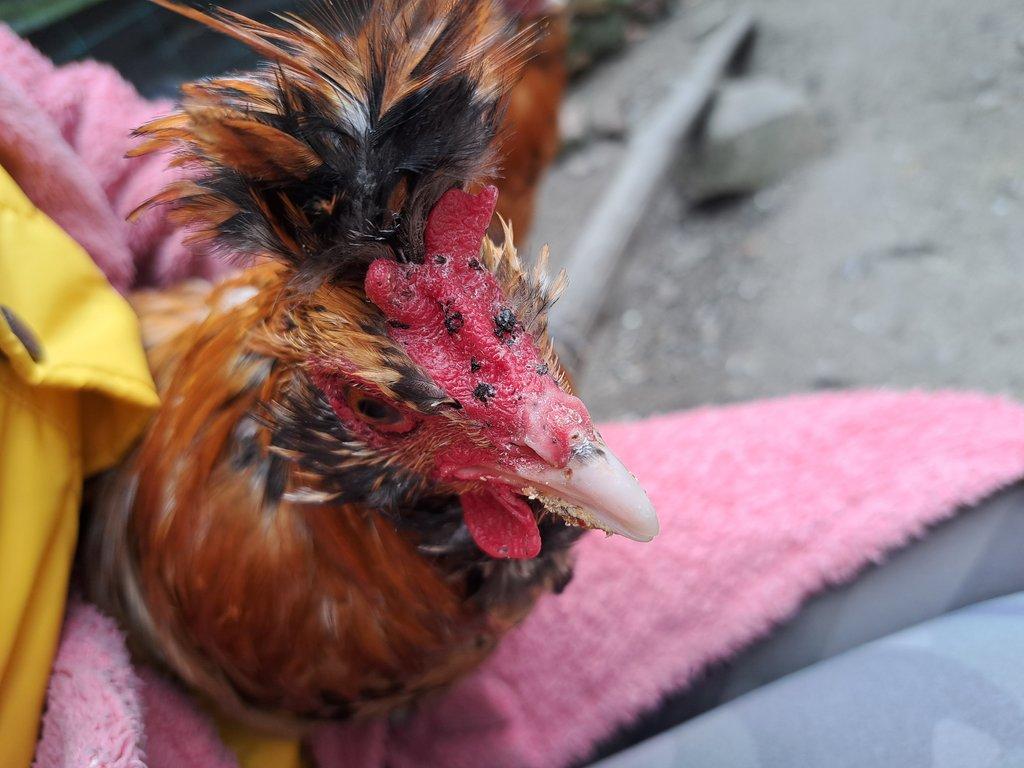 Kohout Pavlovka - Pavlovská slepice