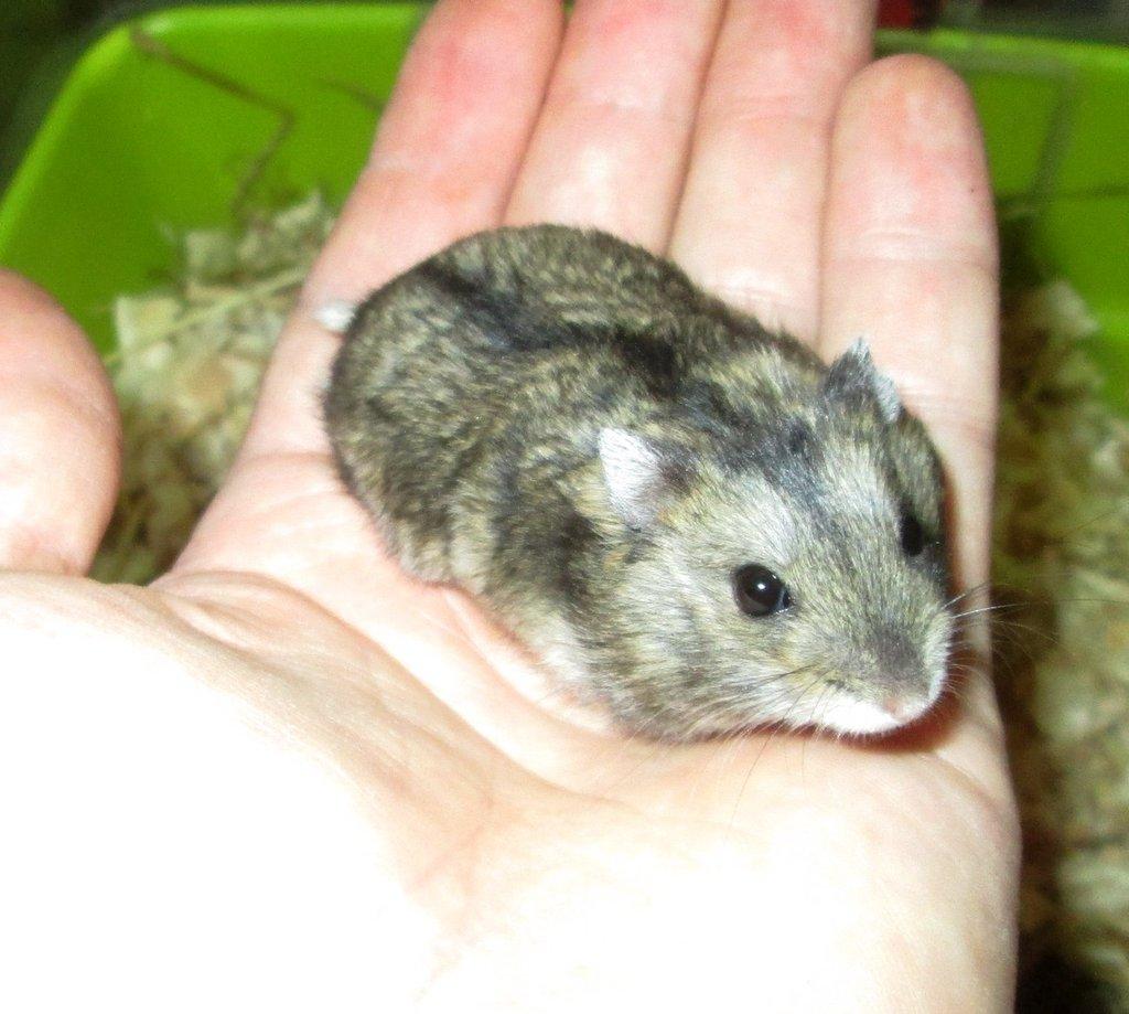 Křečík džungarský - mláďata