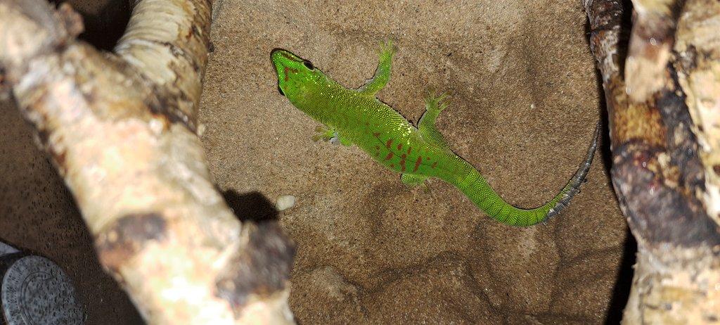 Phelsuma madagaskarská