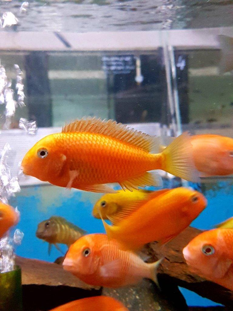 Ryby Tropheus a Cyphotilapia