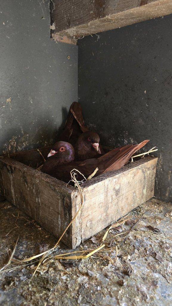 Prodám Benešovský holub červený.