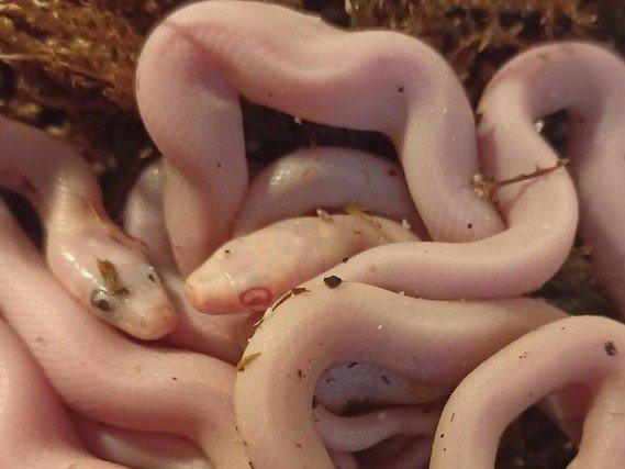 G. boulengeri, C. hortulanus, P. o. lindheimeri