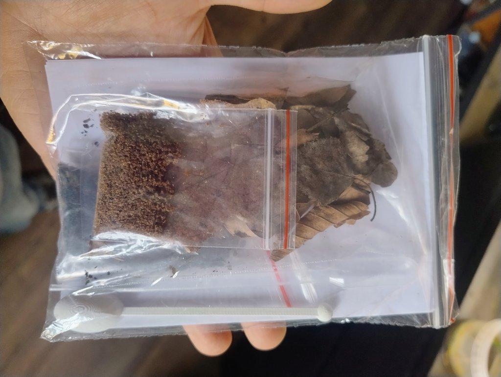 Listonoh letní- Triops cancriformis österreich. Chovná sada.