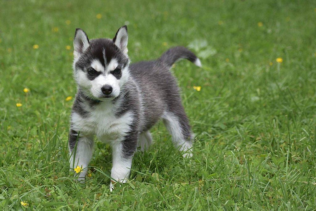 Sibiřský husky s PP - Štěně