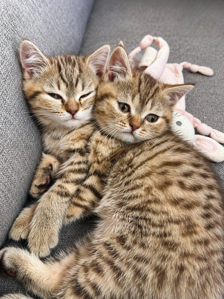 Krásná vymazlená koťátka – ihned k odběru