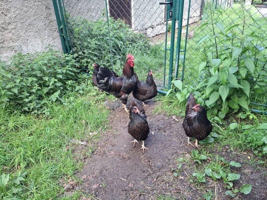 ZO ČSCH Mníšek pod Brdy - doprodej zvířat - kohouti - Barneveldka dvojlemovaná i modře lemovaná