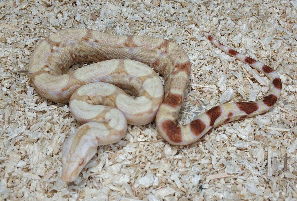 Boa imperator- Sharp Sunglow 66% het Sterling,Hypo Sterling