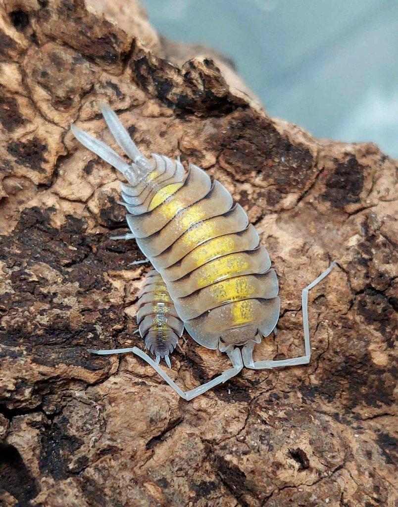 ISOPODA - Hobby druhy - aktualizovaný seznam