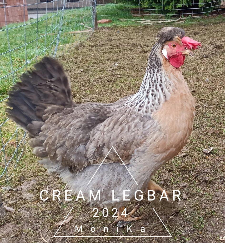 Násadová vajíčka Cream legbar