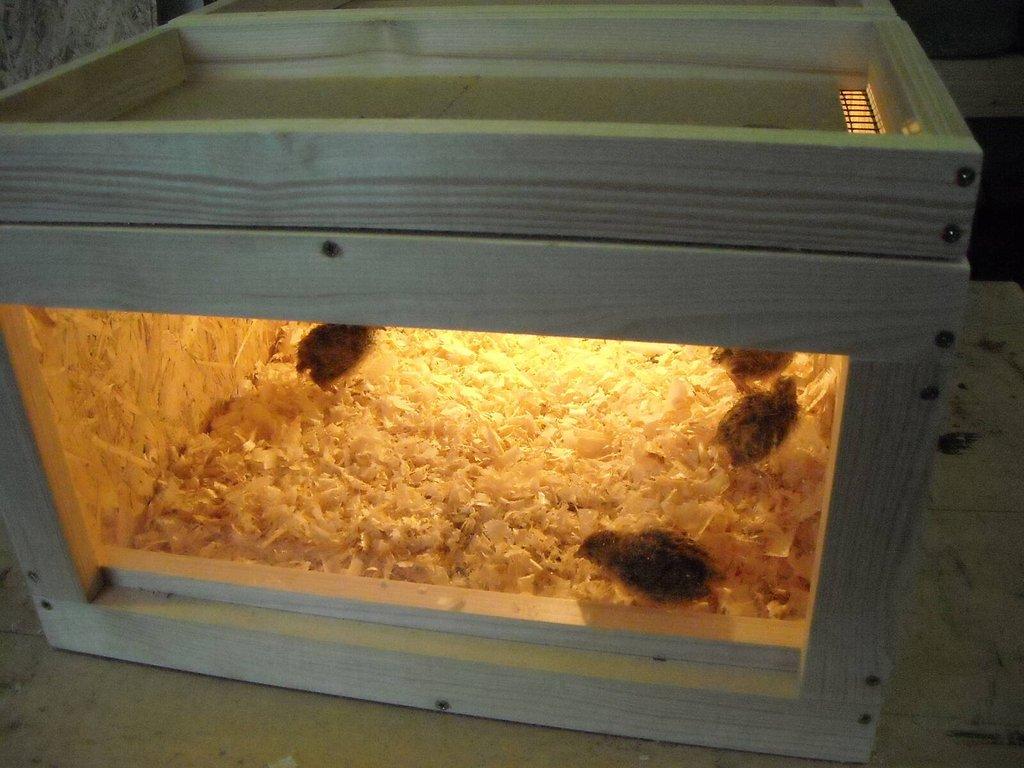 Prodám odchovnu na kuřata, křepelky a pod.