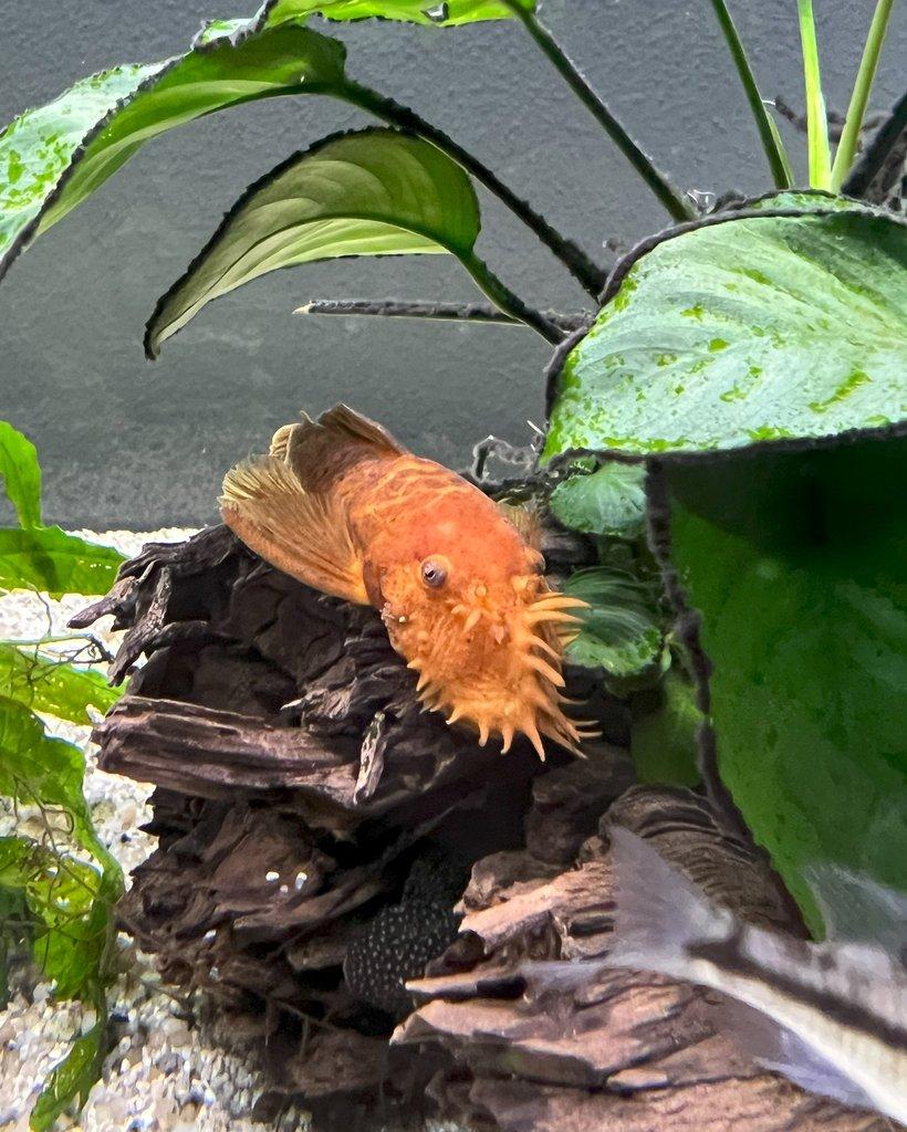 Ancistrus sp. super red - odchovy