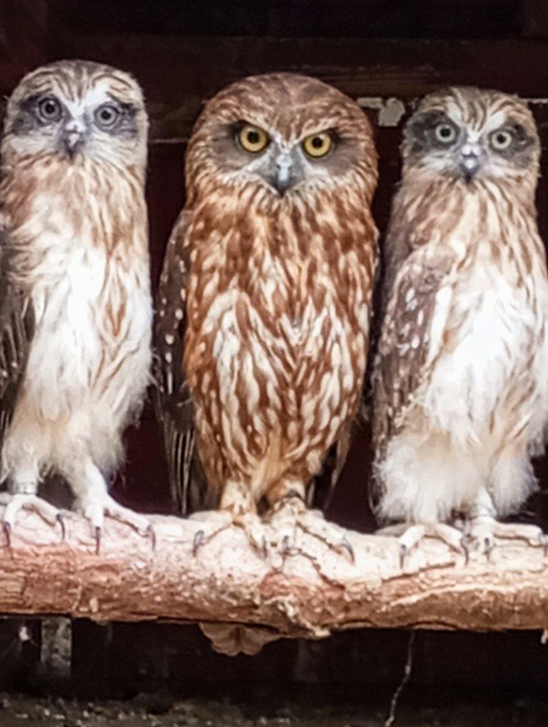 Ninox boobook (Sovka ostrovní) - mláďata na dokrmení