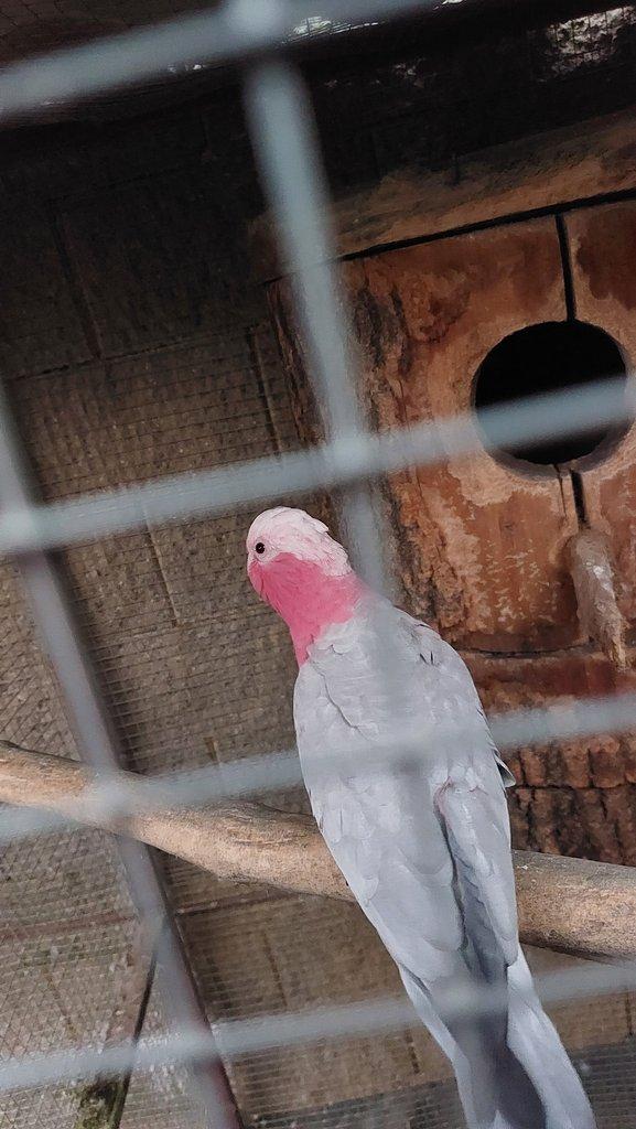 prodám pár kakadu růžový