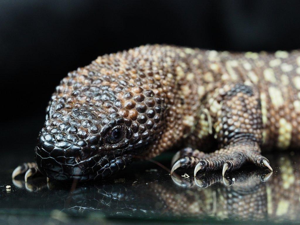 Heloderma exasperatum Korovec