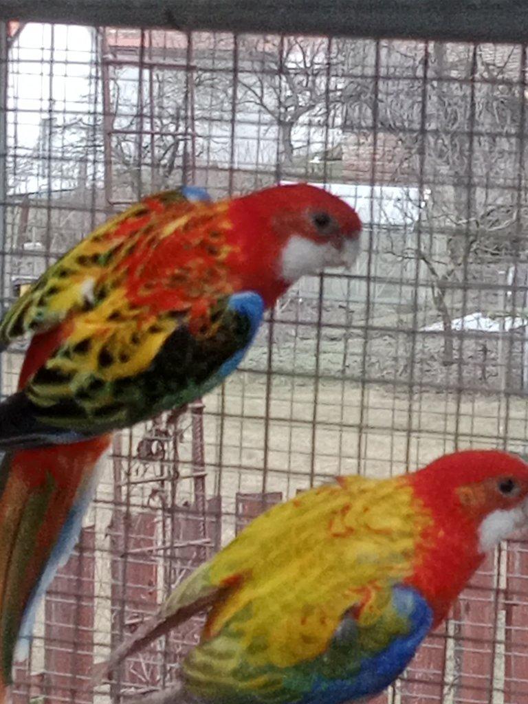 Prodám  mutační rosely