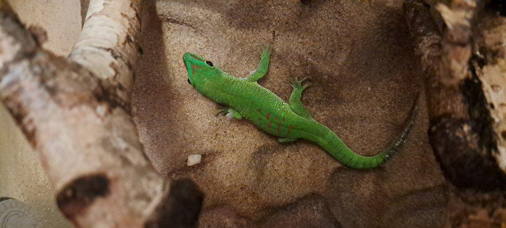 Phelsuma madagaskarská