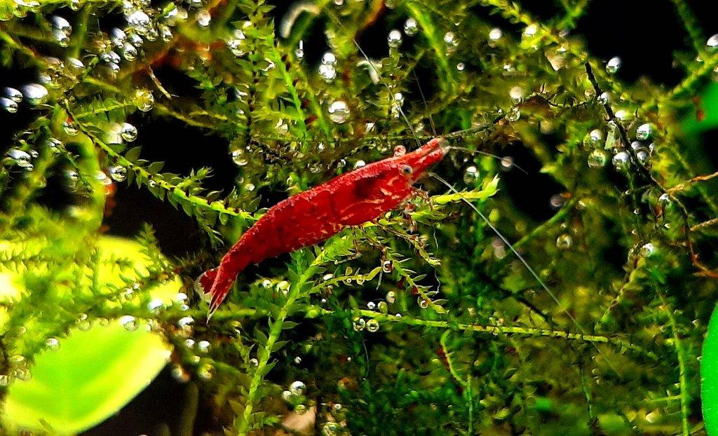 Krevetka červená (Neocaridina davidi)