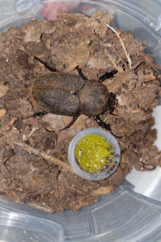 Dynastes hercules hercules