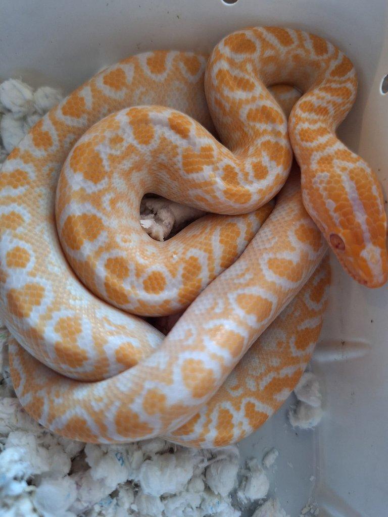 Epicrates cenchria  Albino
