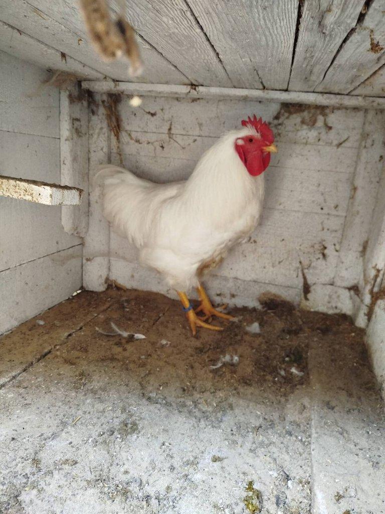 Prodám násadova vejce plymutky bílé