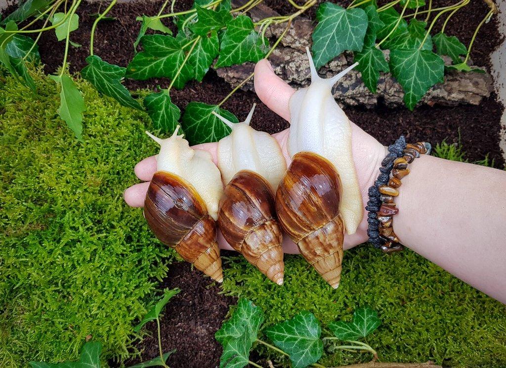 Africký šnek Lissachatina fulica Albino body mláďata