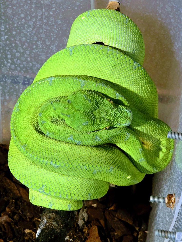 Morelia viridis (azurea pulcher)