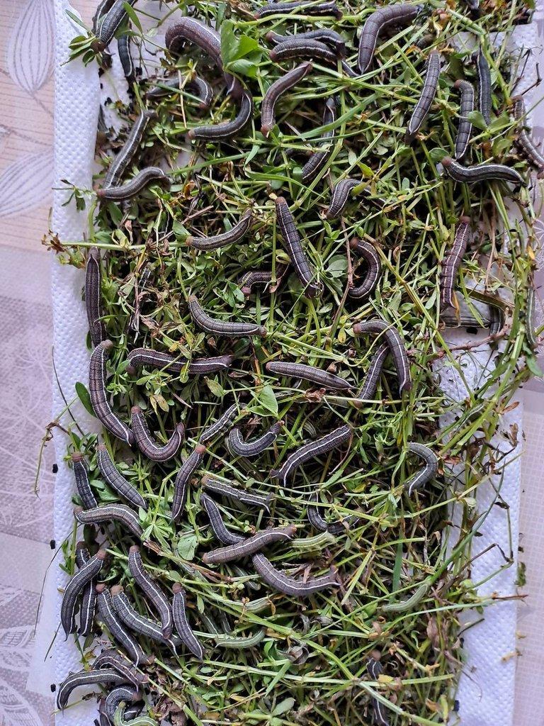 Dlouhozobka svízelová