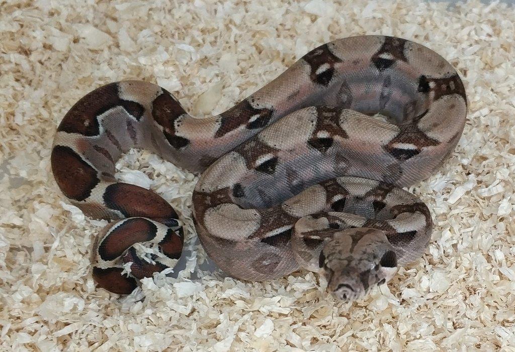 Boa imperator - VPI T+ Albino het Blood, Normal DH VPI Blood