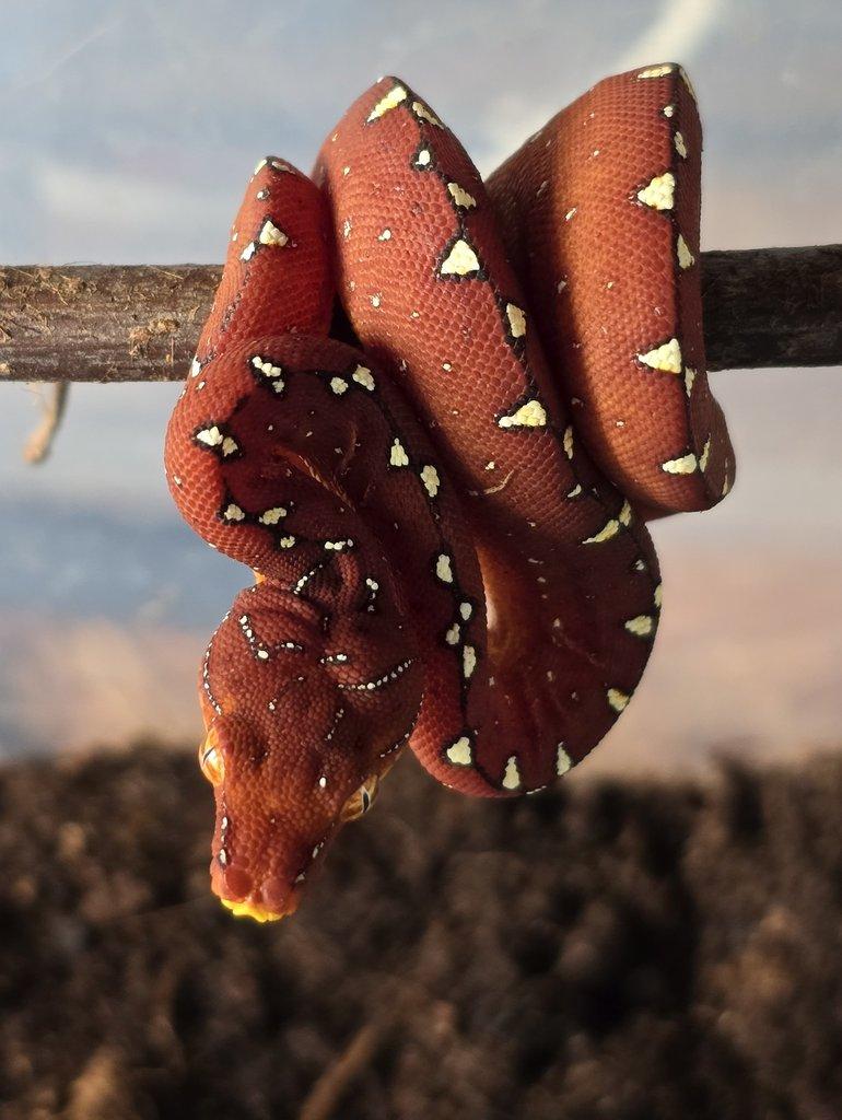 Morelia azurea pulcher (viridis)