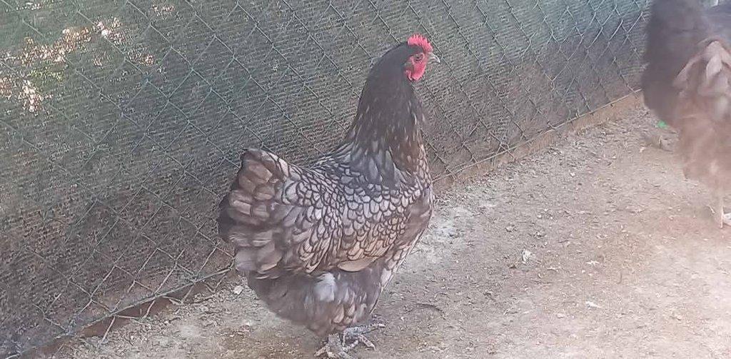 Násadová vejce Australky velké černé a modré s lemy