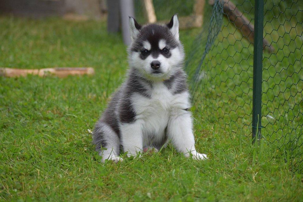 Sibiřský husky s PP - Štěně
