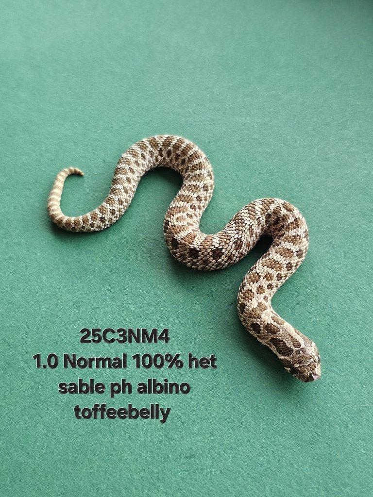 Snakes for Ostrava FaunaThry in June