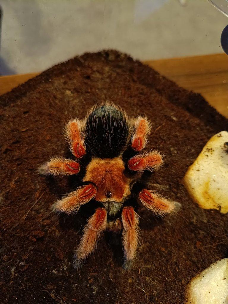 Brachypelma boehmei