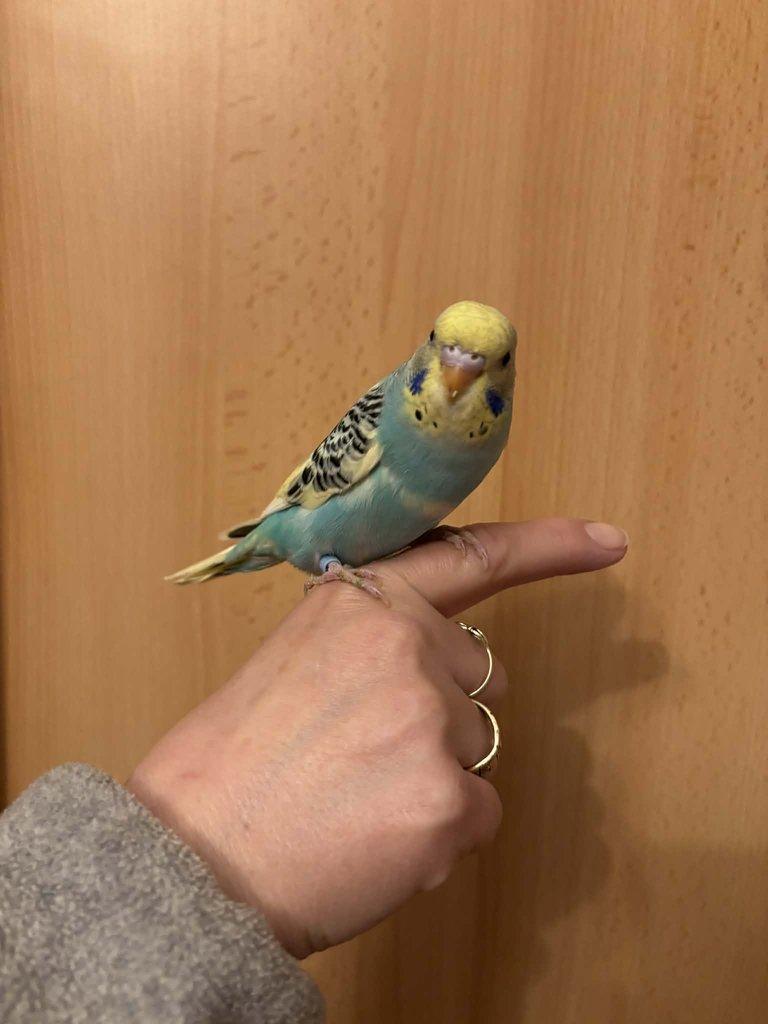 Prodám mladé andulky po vylétnutí z budky