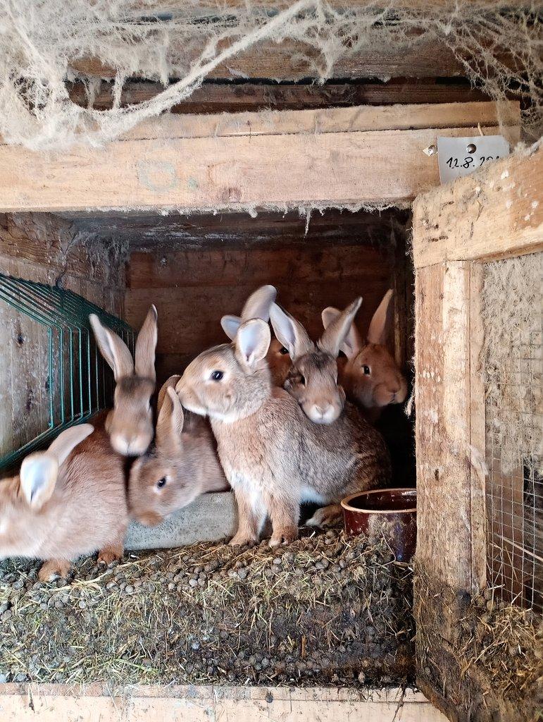 Prodám poslední králíky na prodej..........