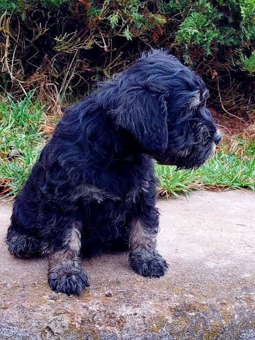 Knírač malý-pejsek