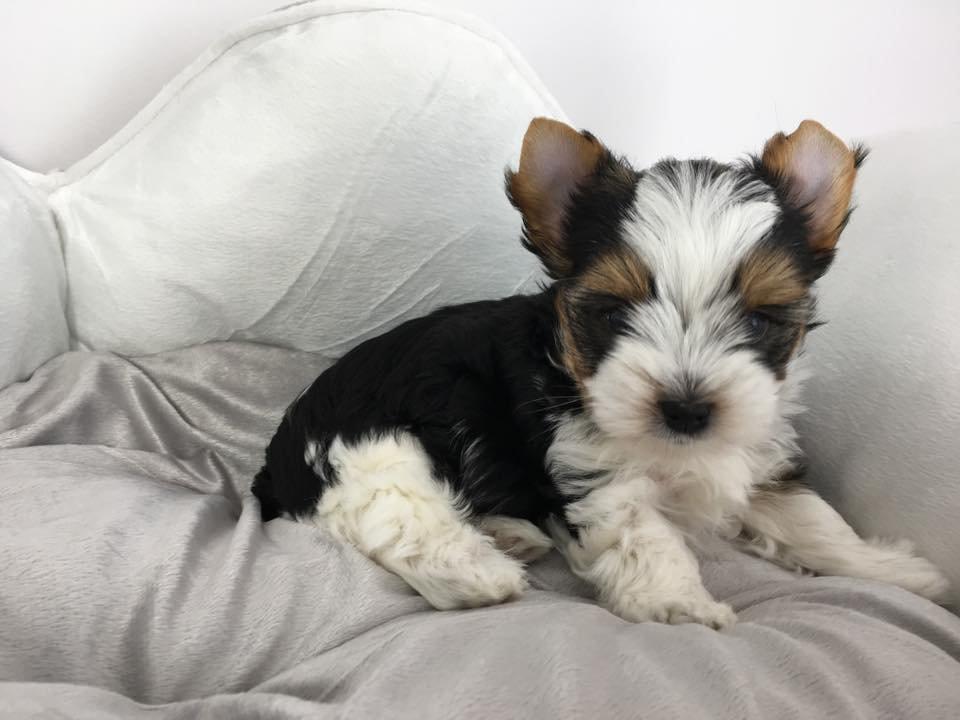 Štěňata super jorkšírského teriéra