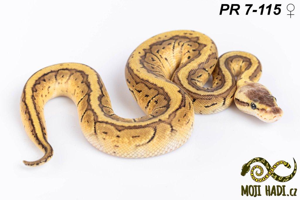 Python regius - Krajta královská