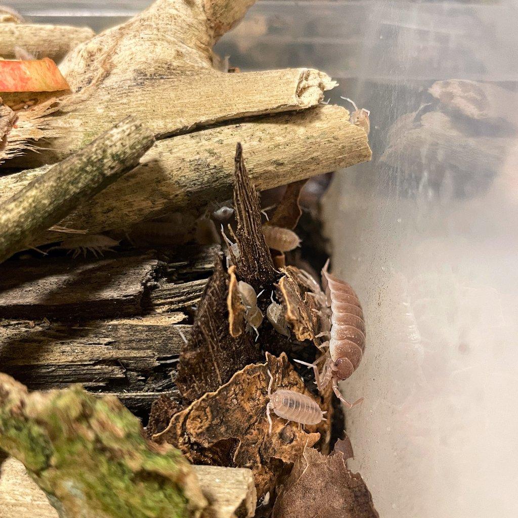 Isopodi (Porcellio Sevilla caramel)