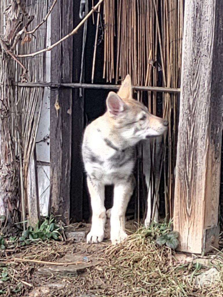 Československý vlčák s rodokmenem TOP spojení