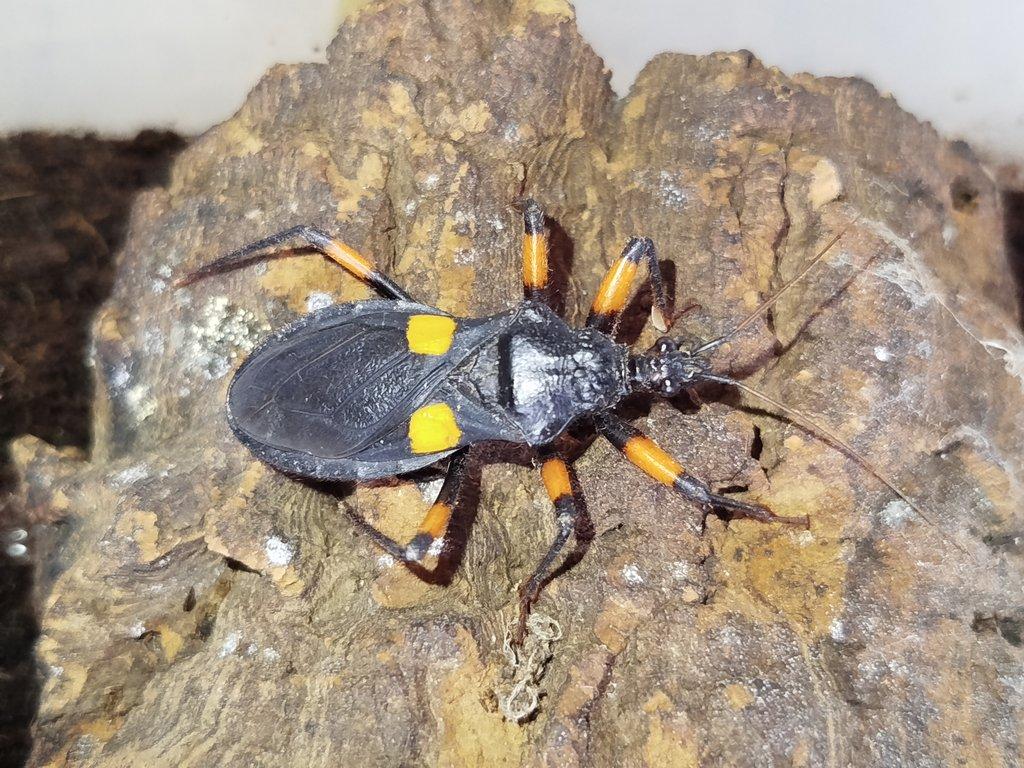 Zákeřnice Platymeris biguttatus a guttatipennis