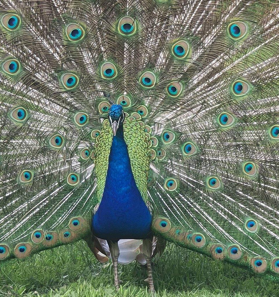 Scháním pávici nejlépe z volného výběhu
