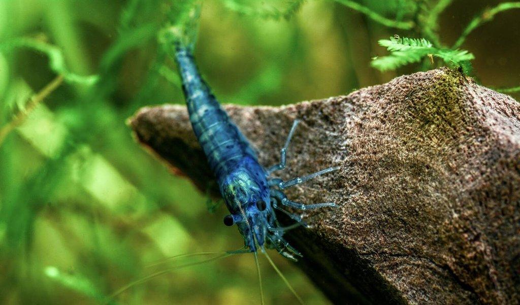 TOP PREMIUM AKVA KREVETKY Caridina a Neocaridina - Odchovy