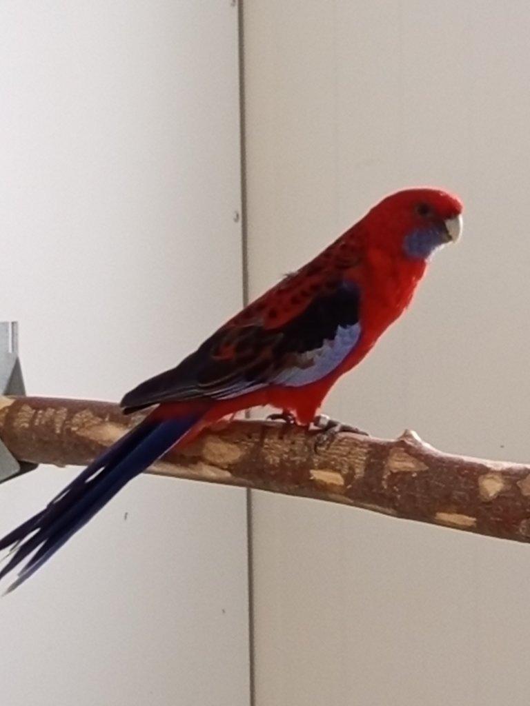 Rosela penant  -chovný pár 2023