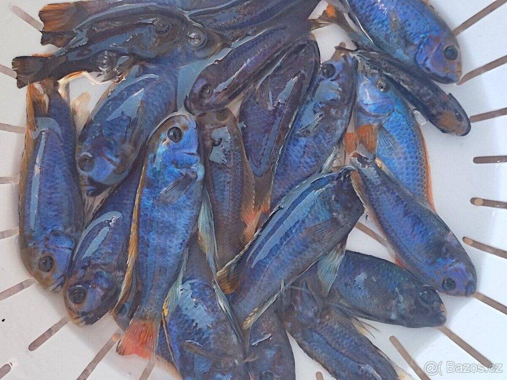 TLAMOVCI TANGANIKA MALAWI