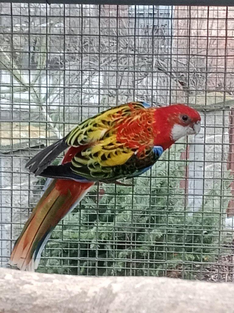 Prodám  mutační rosely