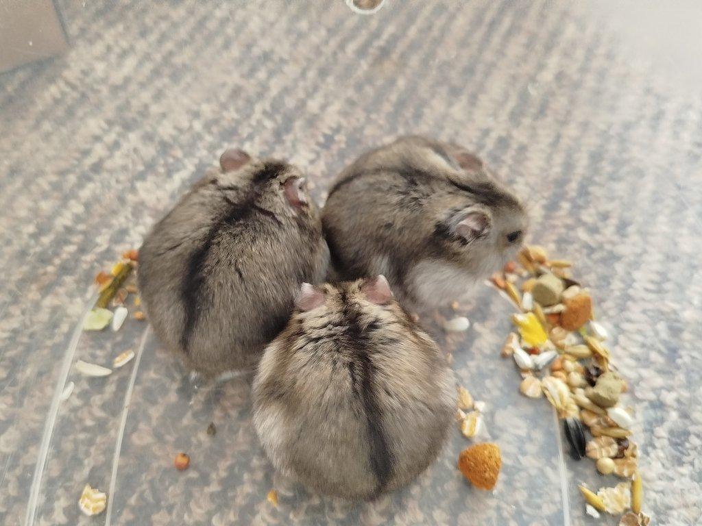 Křečík džungarský