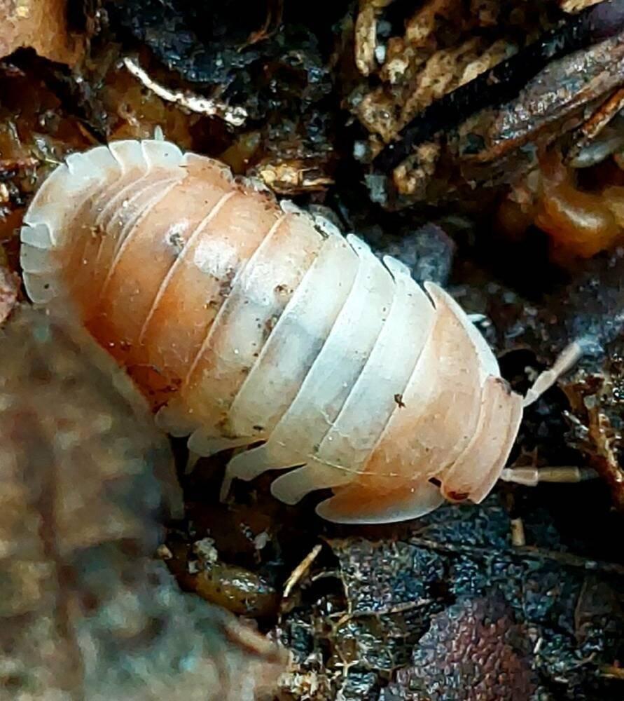 ISOPODA - Hobby druhy - aktualizovaný seznam