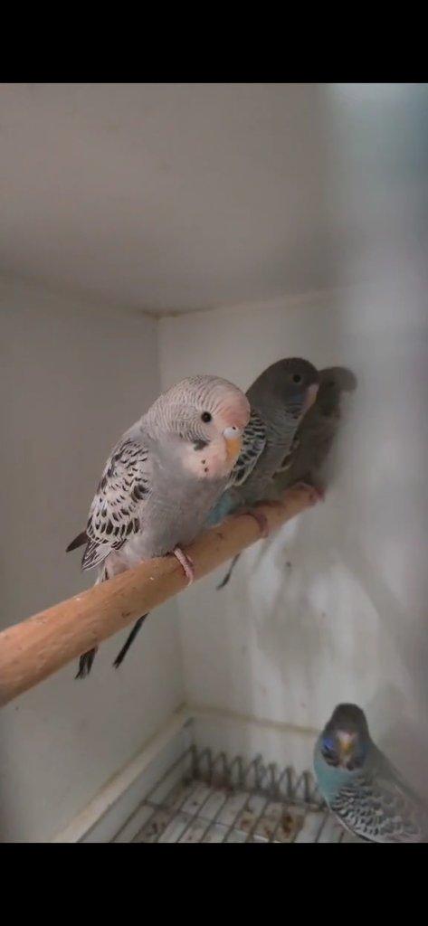 Andulky  blackface blackwing