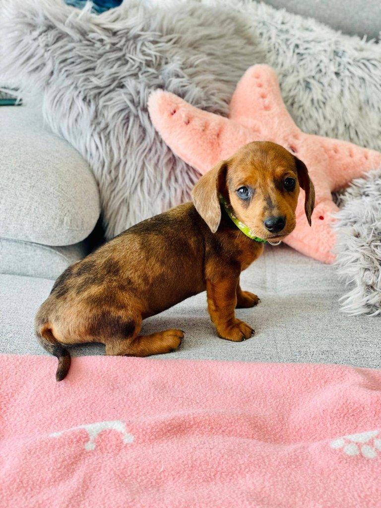 Merle Jezevčík hladkosrstý trpasličí